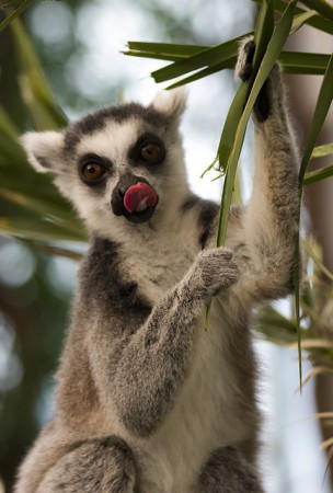 A gourmand